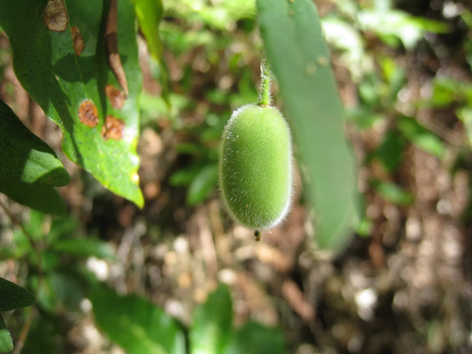 Apple Berry (Billardiera scandens)
