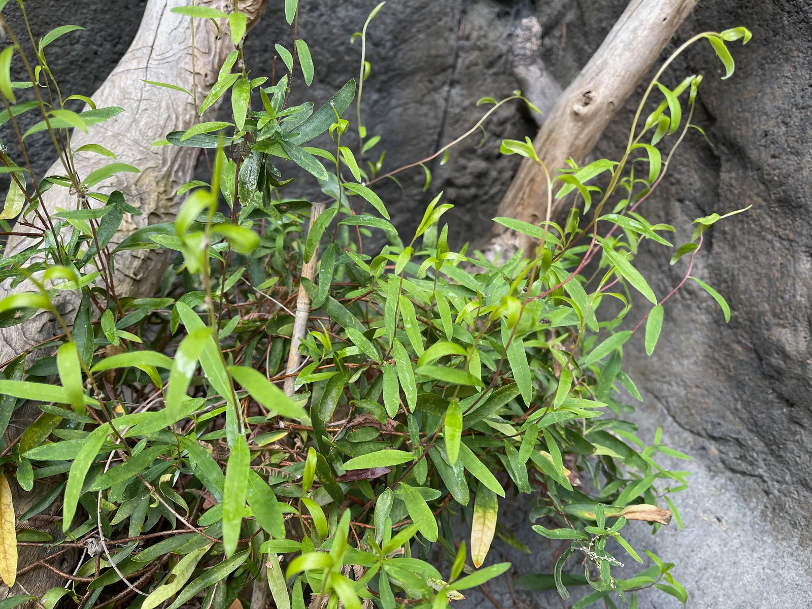 Sweet Apple Berry (Billardiera cymosa)