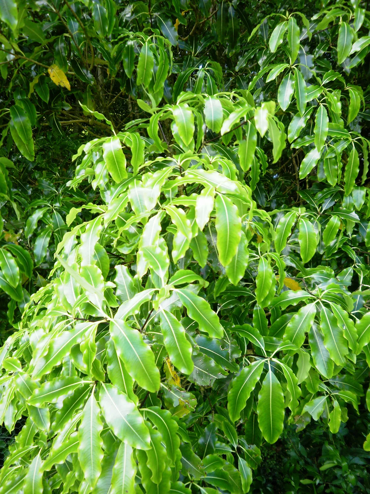 Lemonwood (Pittosporum eugenioides)