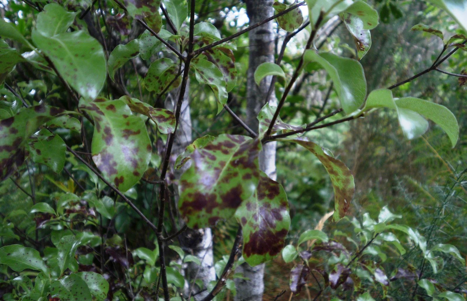 Kohuhu (Pittosporum tenuifolium)