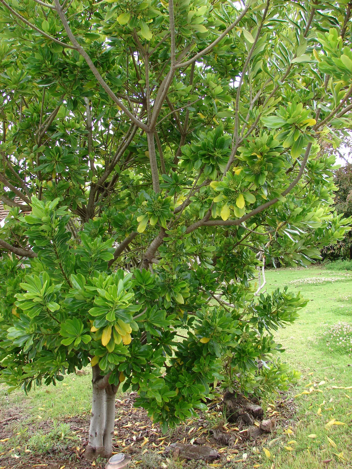 Cape Pittosporum (Pittosporum viridiflorum)