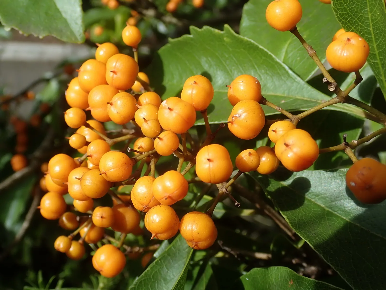 Auranticarpa (Auranticarpa rhombifolia)
