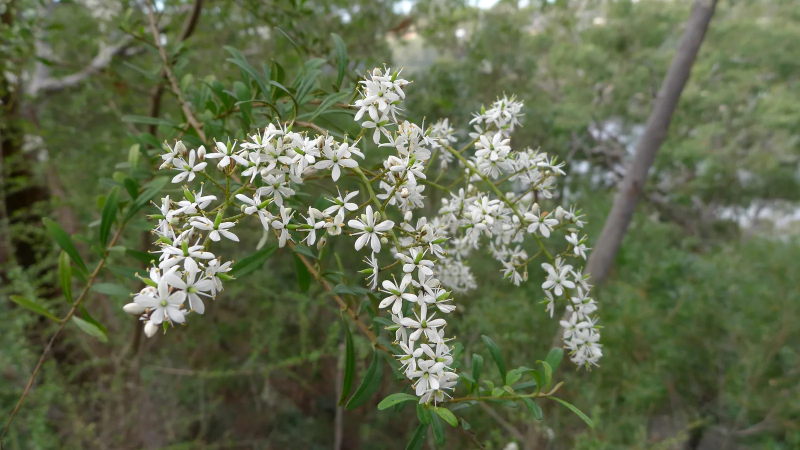 Bursaria (Bursaria spinosa)