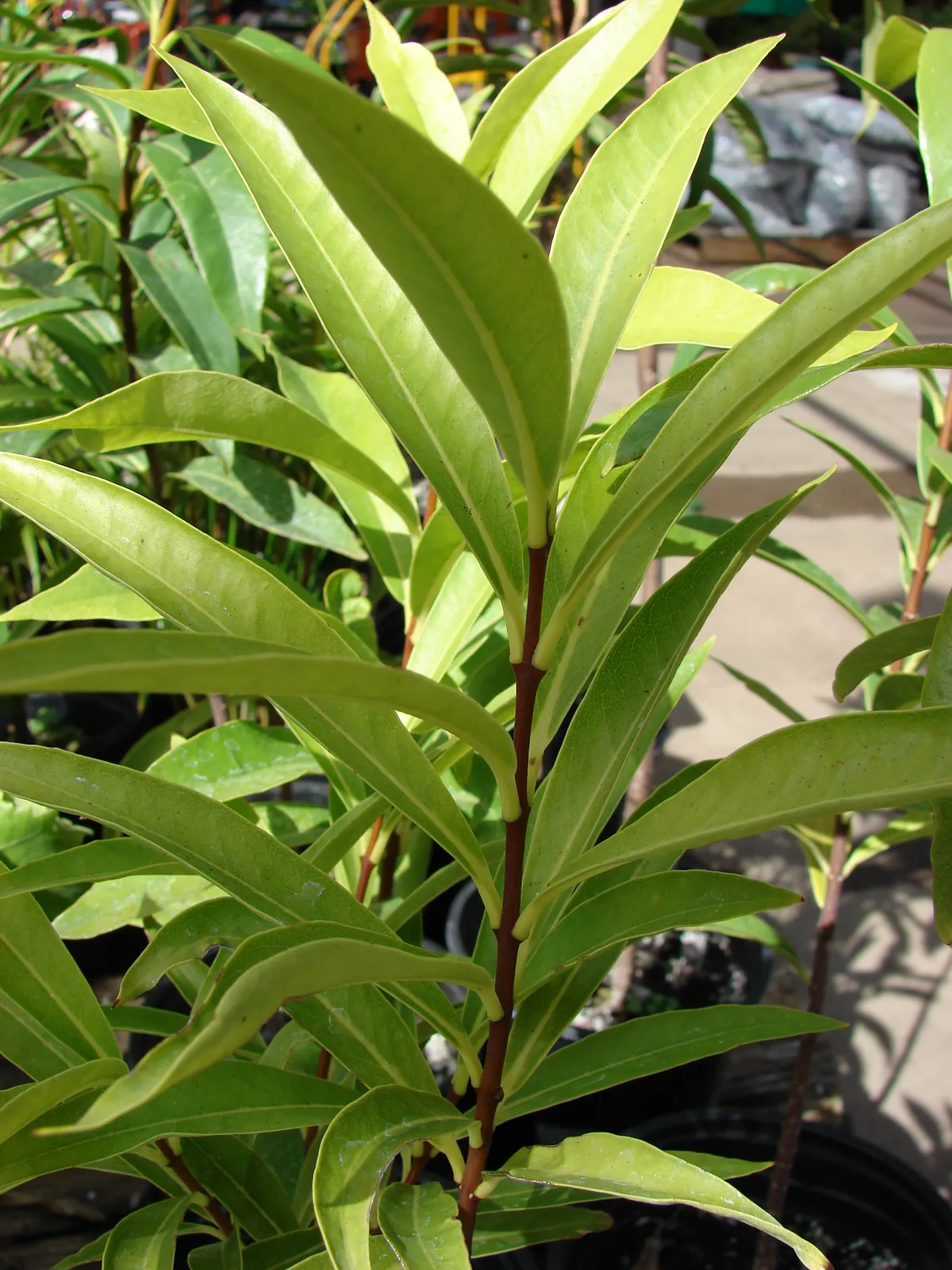 Akia (Wikstroemia oahuensis)