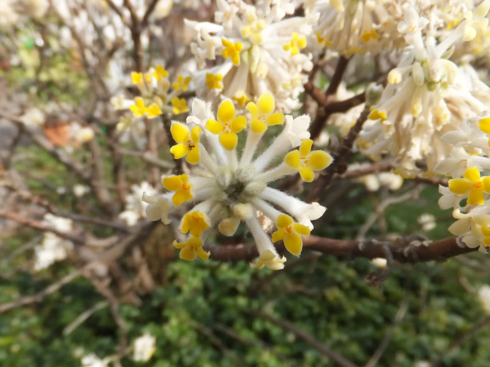 Oriental Paperbush