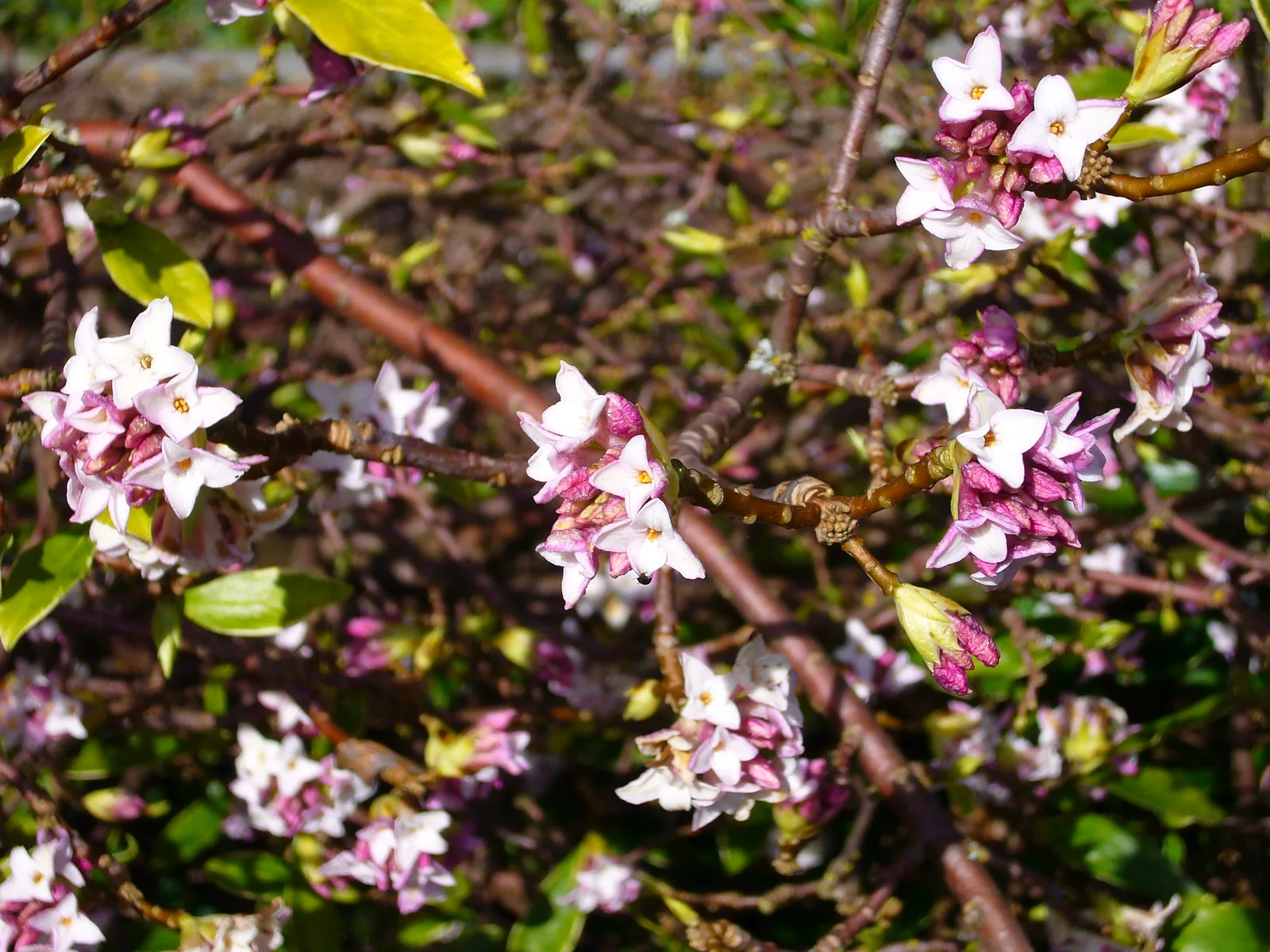 Daphne Odora (Daphne odora)