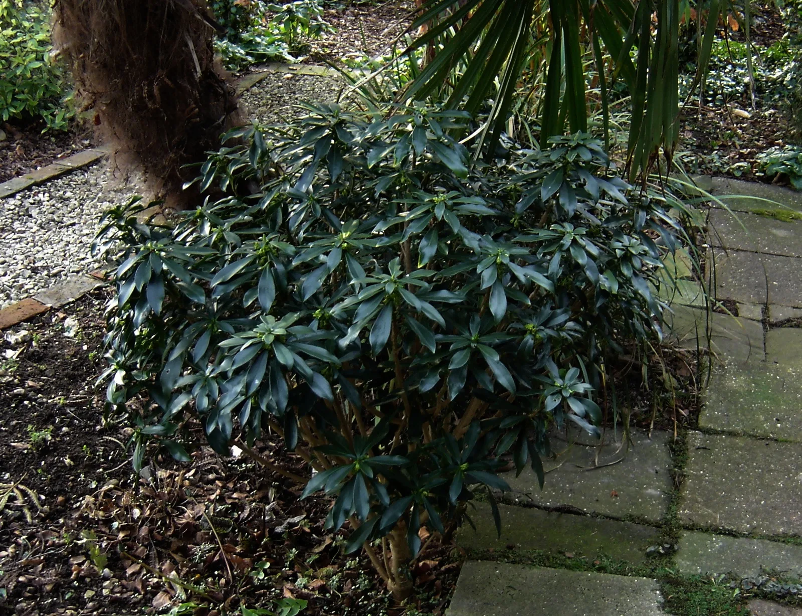 Spurge Laurel (Daphne laureola)