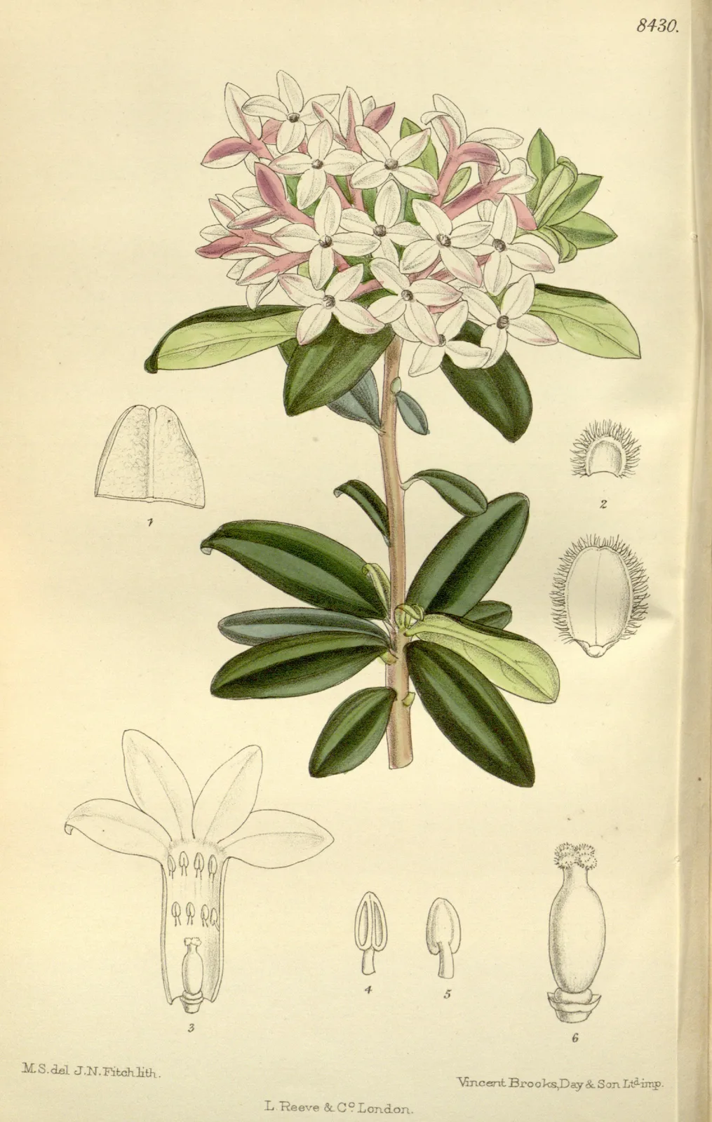 Daphne Retusa (Daphne retusa)