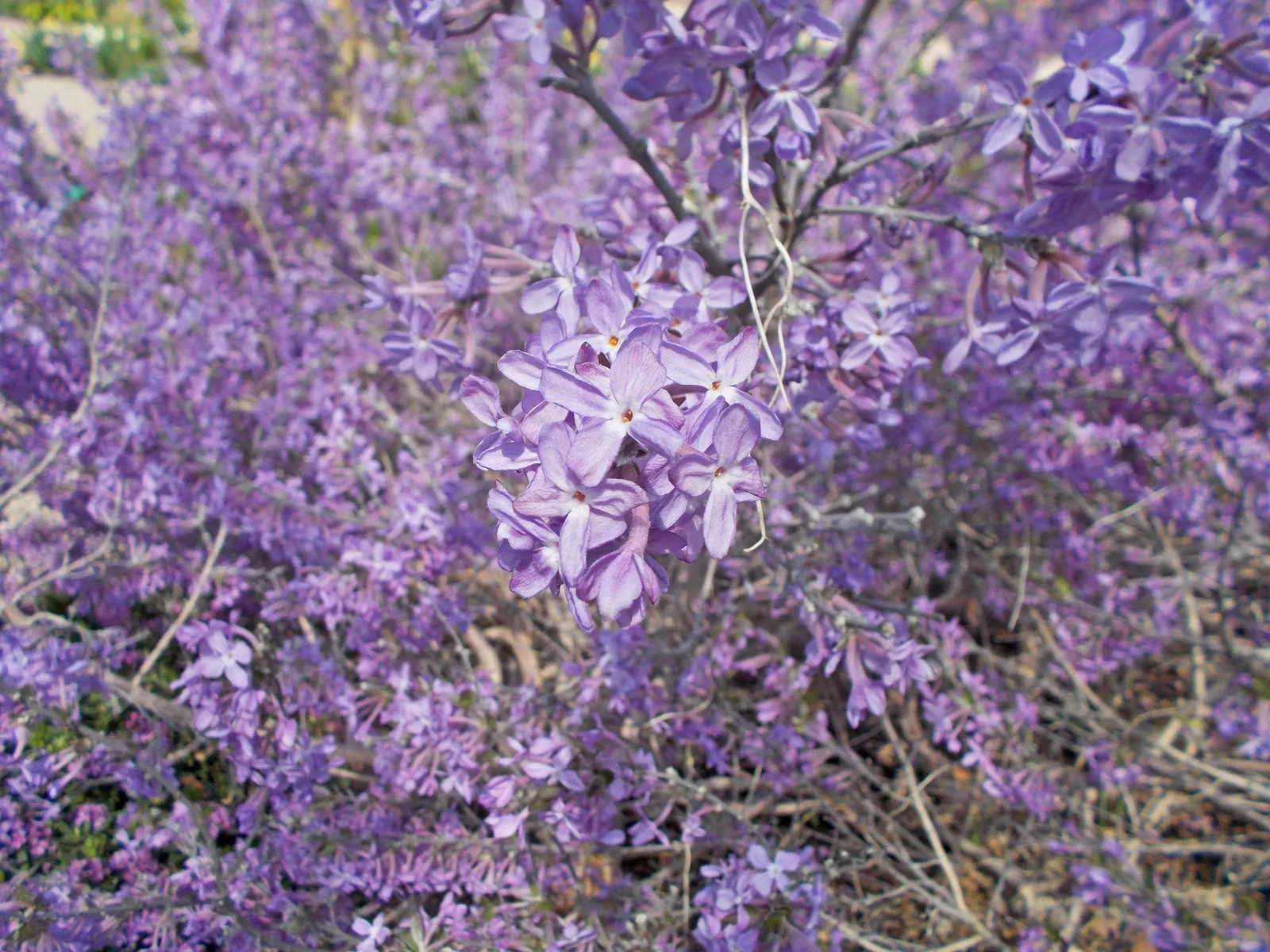 Daphne Genkwa (Daphne genkwa)