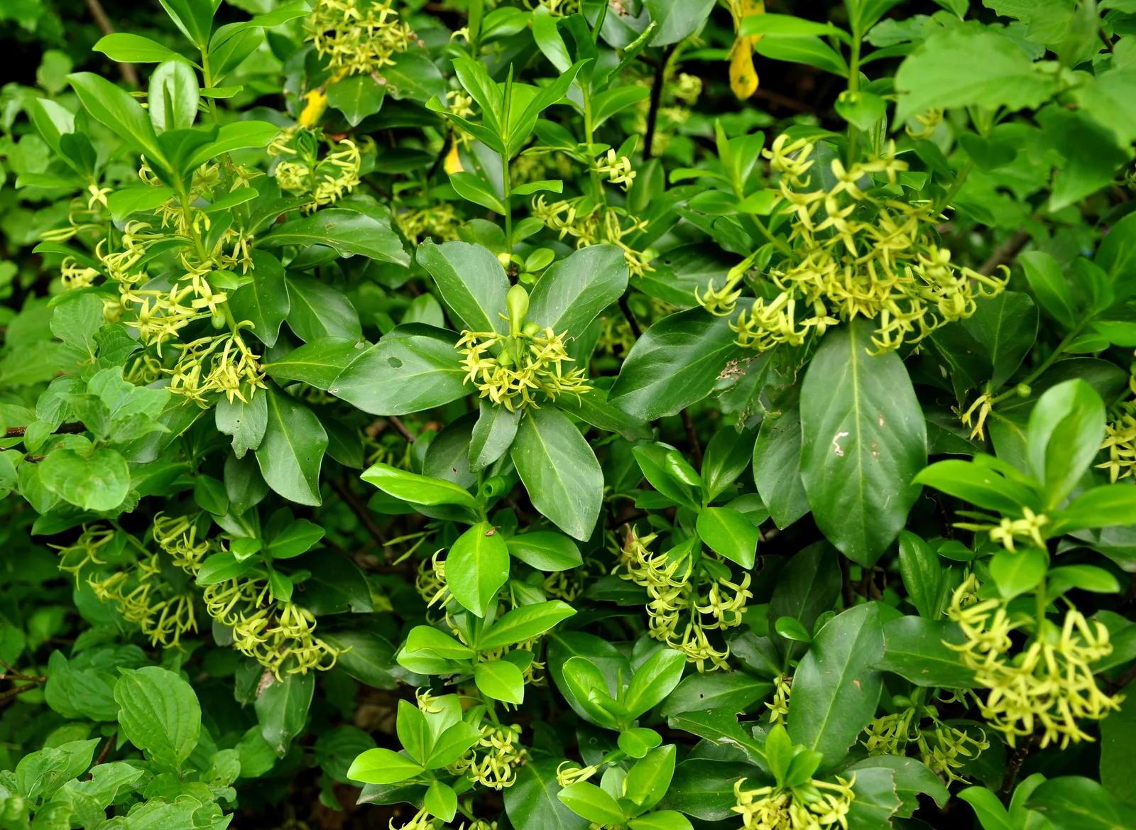 Daphne Pontica (Daphne pontica)