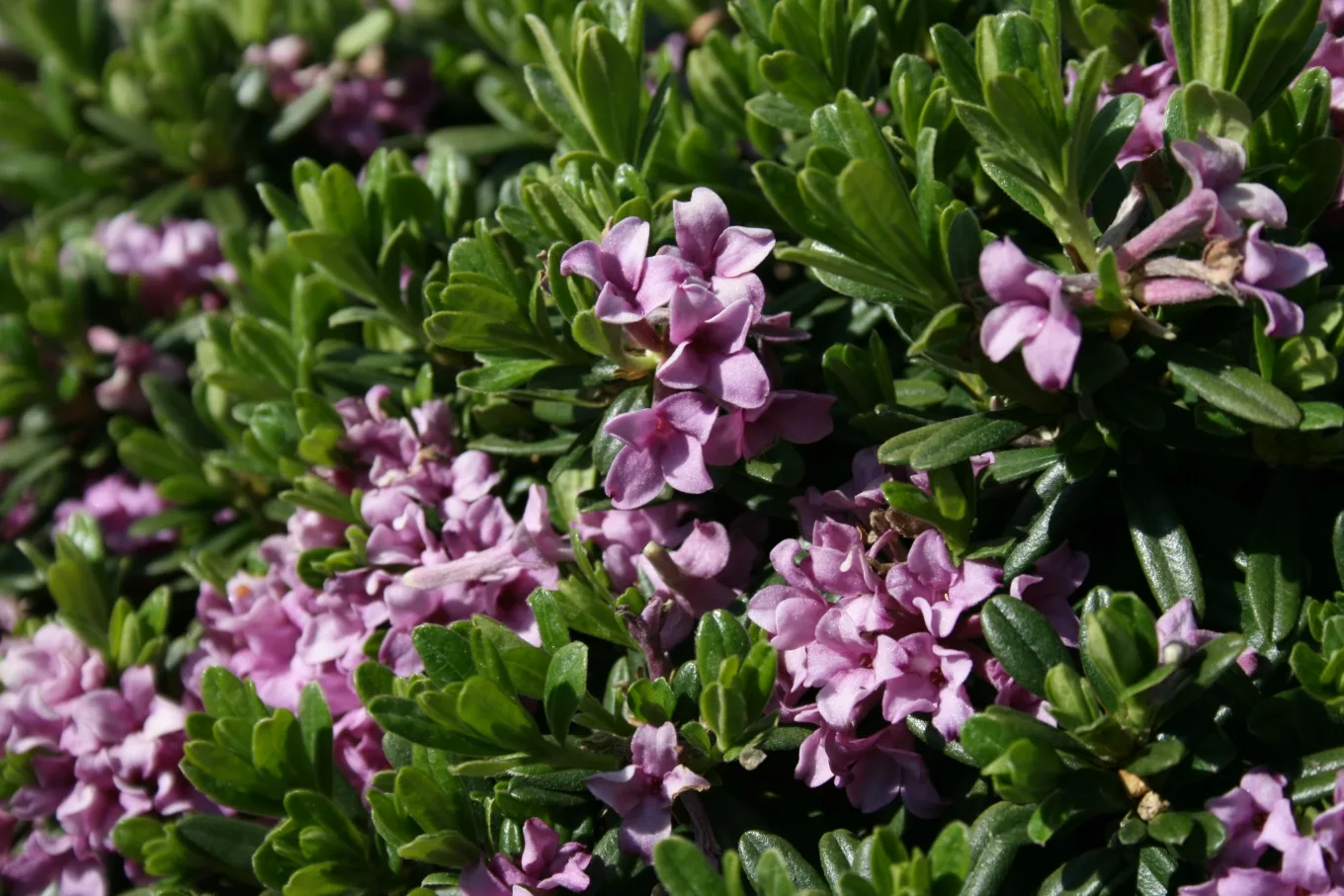 Daphne Sericea (Daphne sericea)