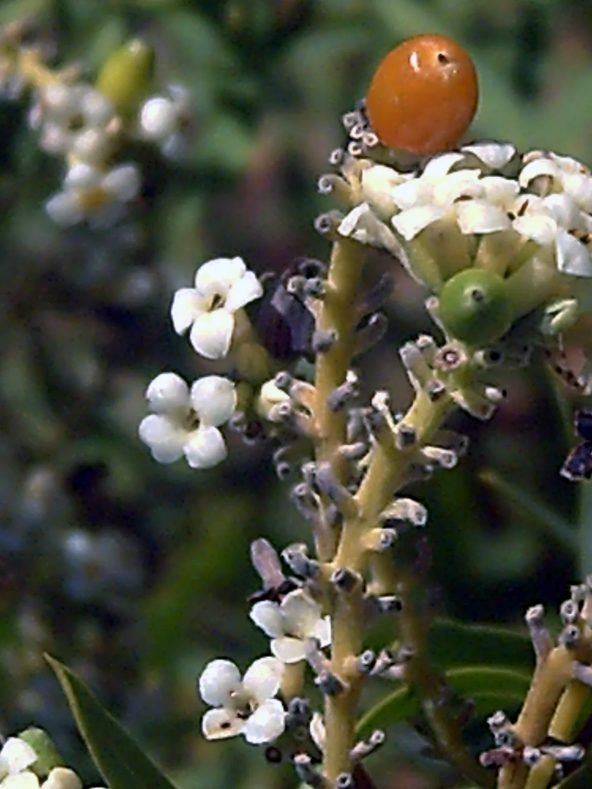 Daphne Gnidium