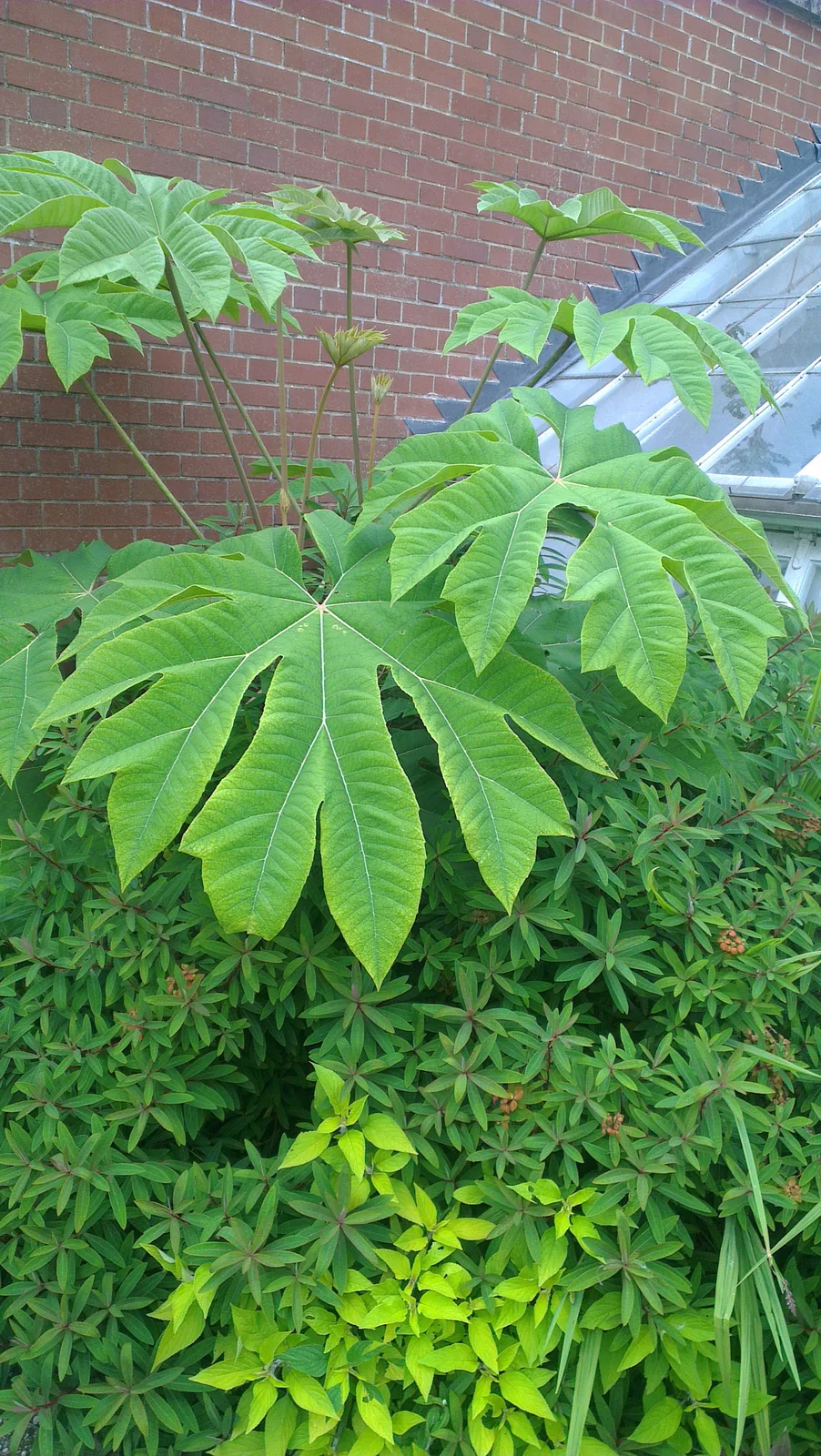 Rice Paper Plant