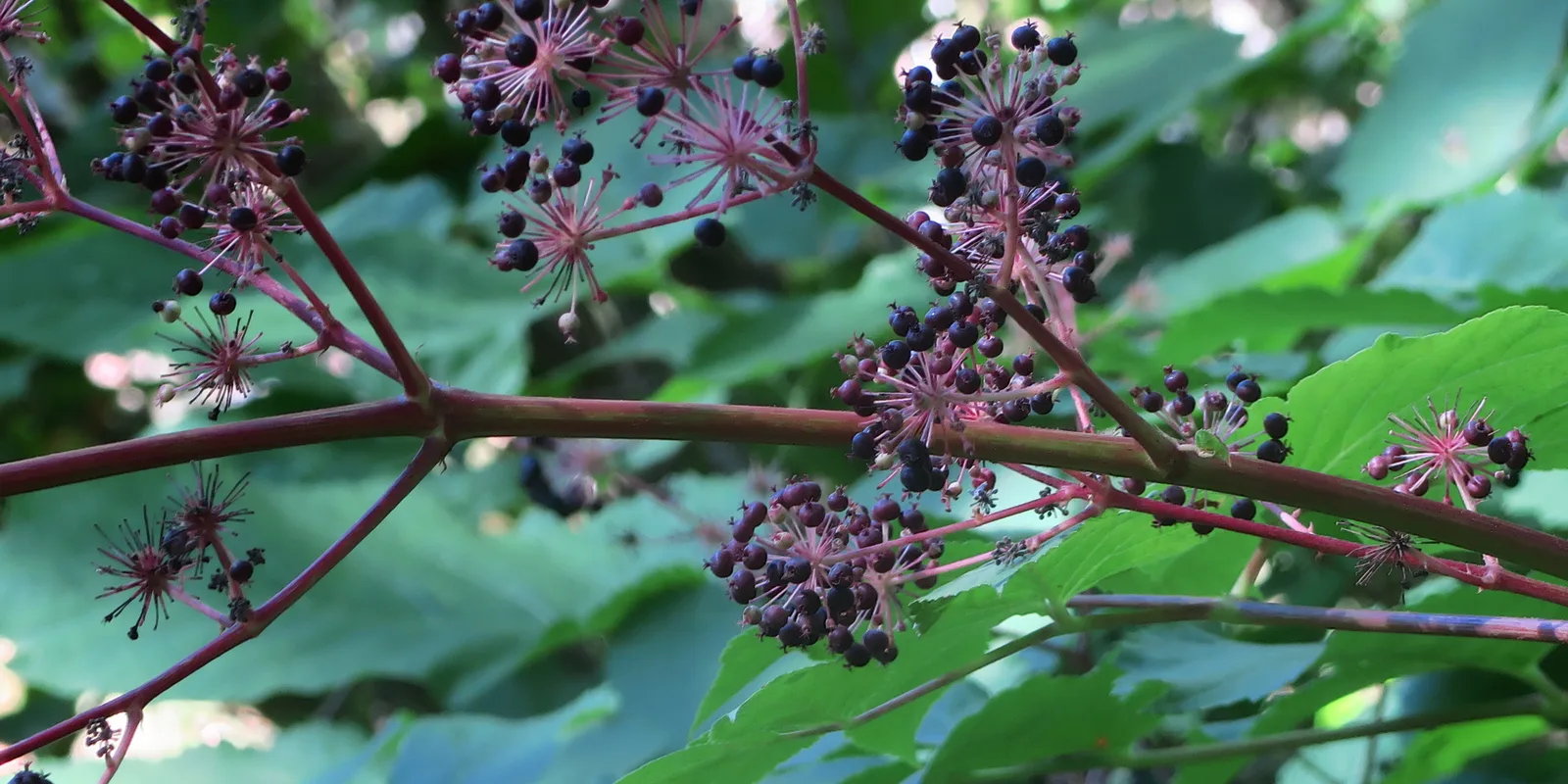 California Spikenard (Aralia californica)