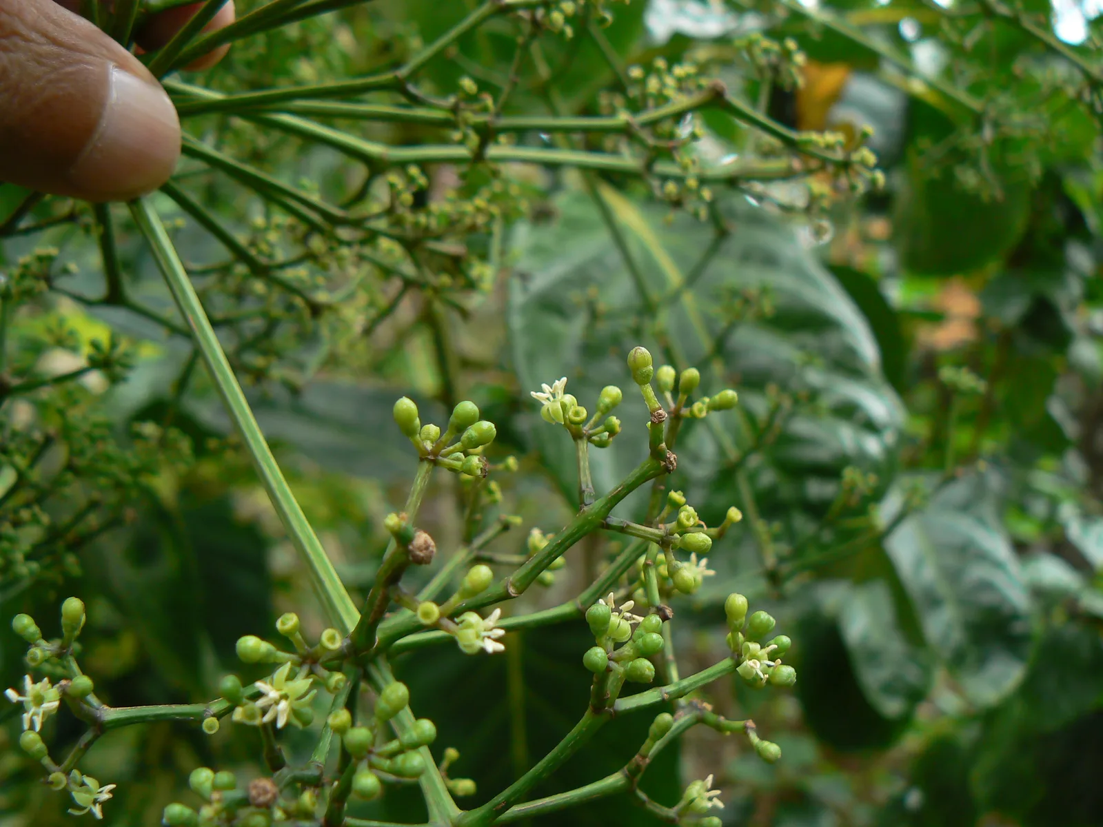 Shield Aralia (Polyscias scutellaria)