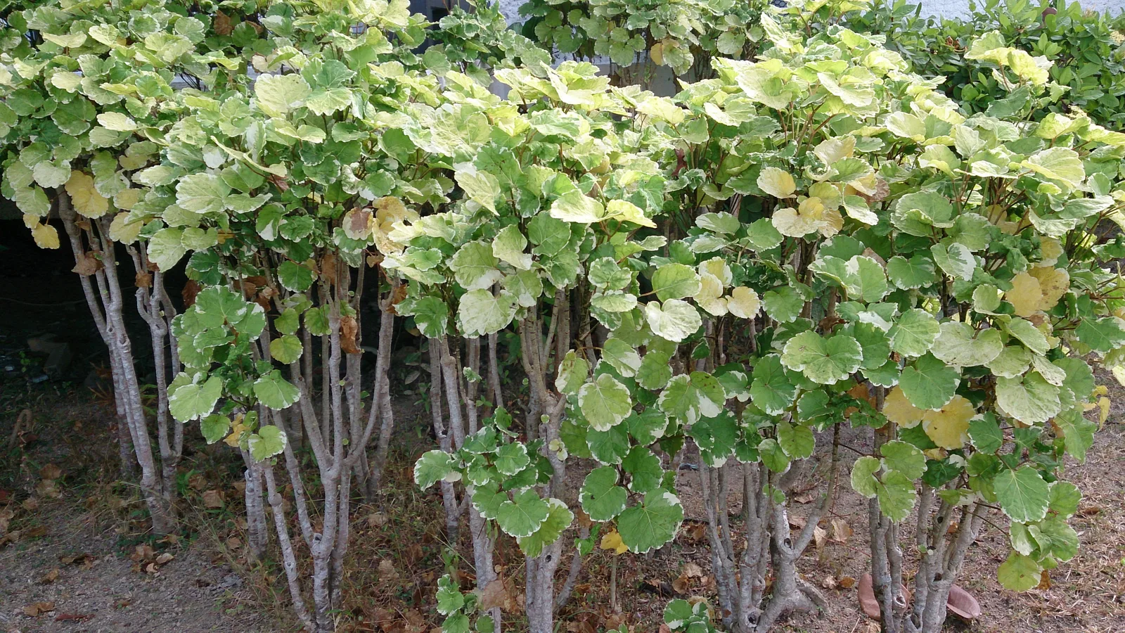 Balfour Aralia (Polyscias balfouriana)
