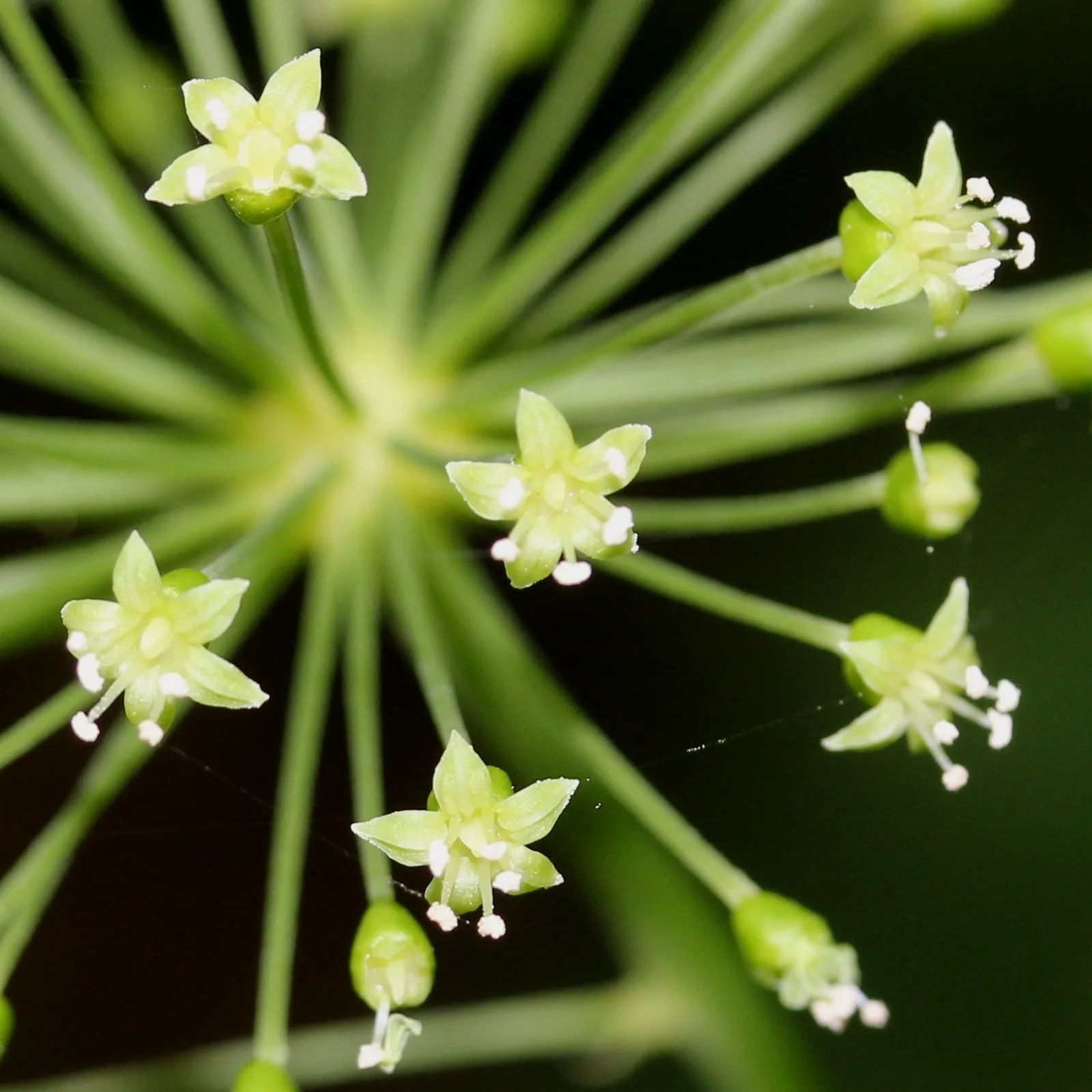 Panax Japonicus (Panax japonicus)