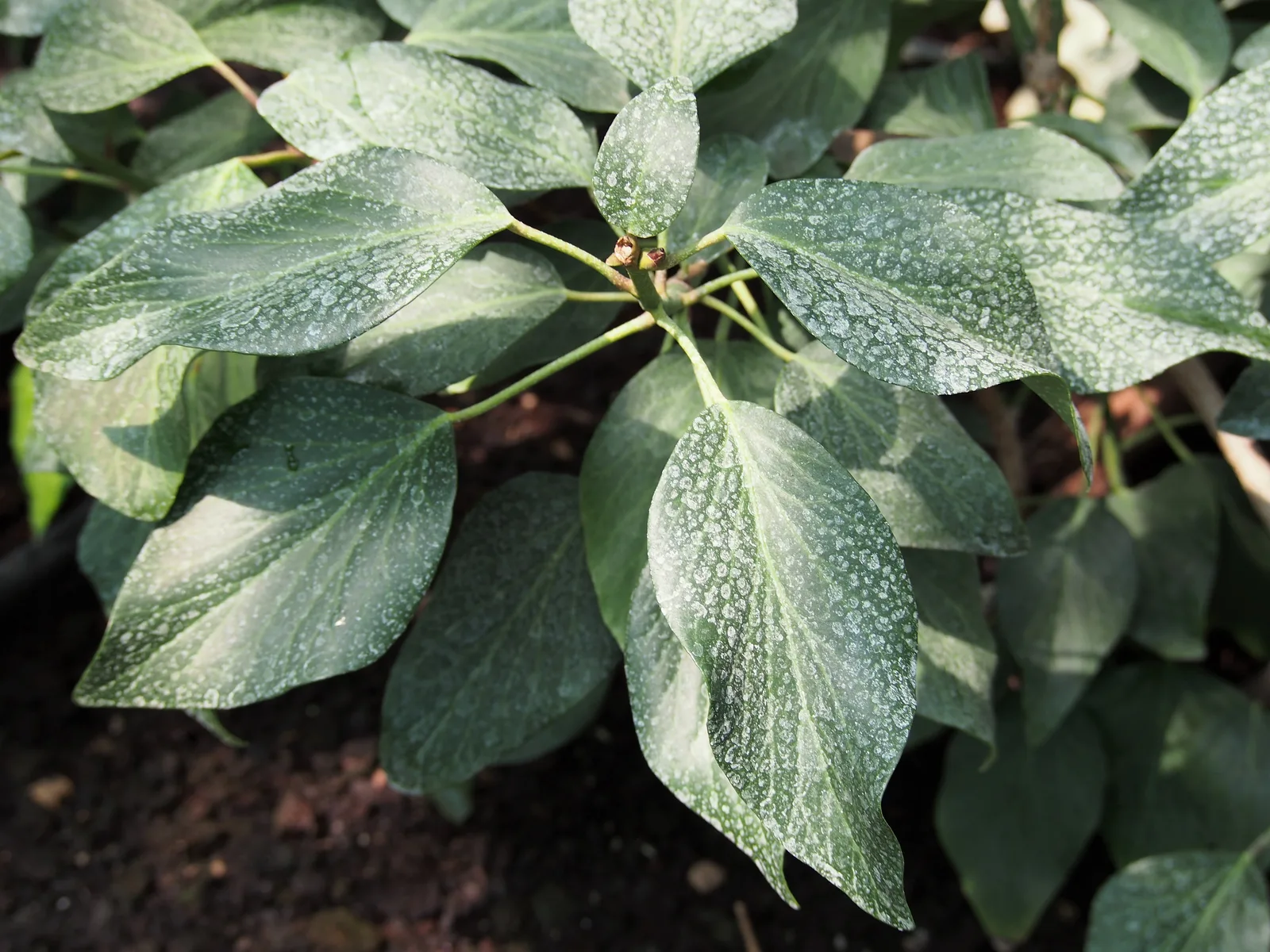 Hedera Colchica (Hedera colchica)