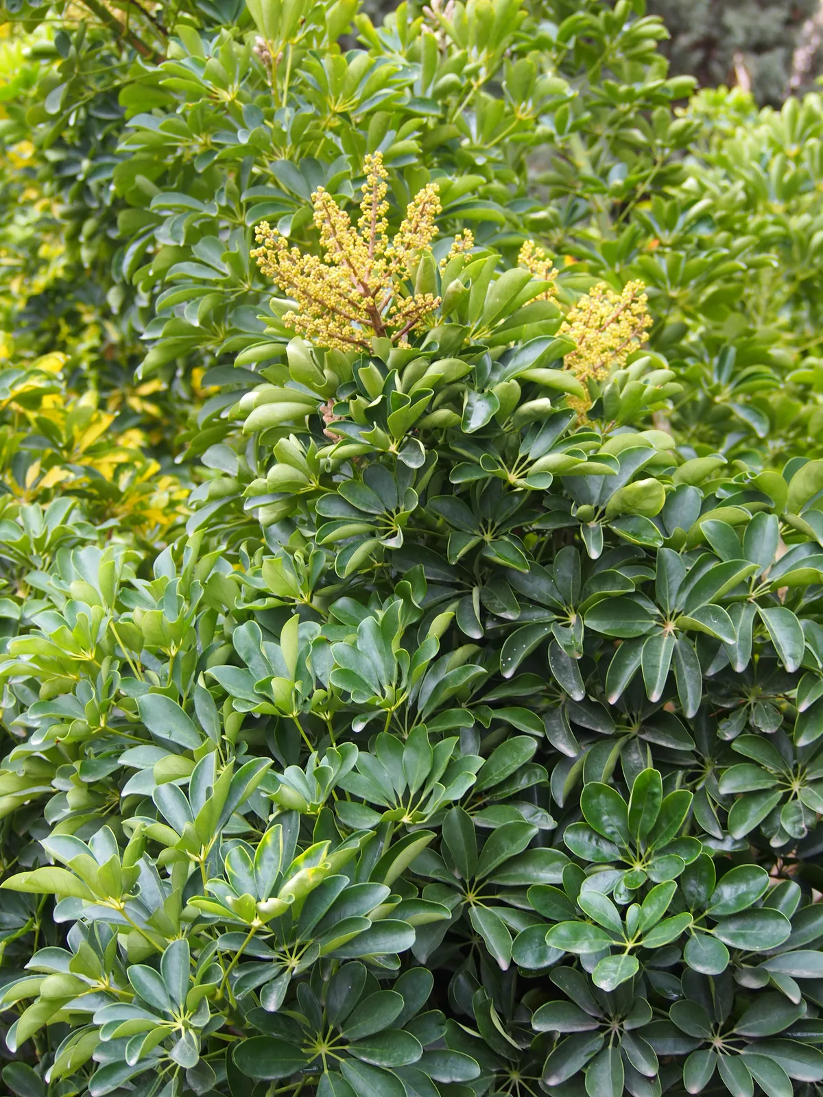 Schefflera Arboricola (Heptapleurum arboricola)