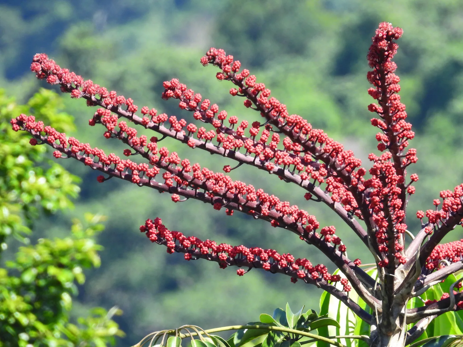 Australian Umbrella Tree (Heptapleurum actinophyllum)