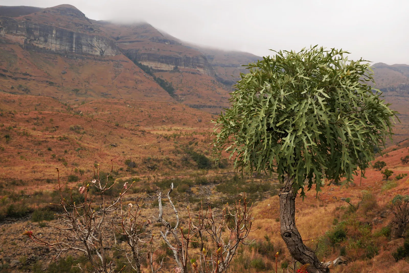 Cussonia Paniculata (Cussonia paniculata)
