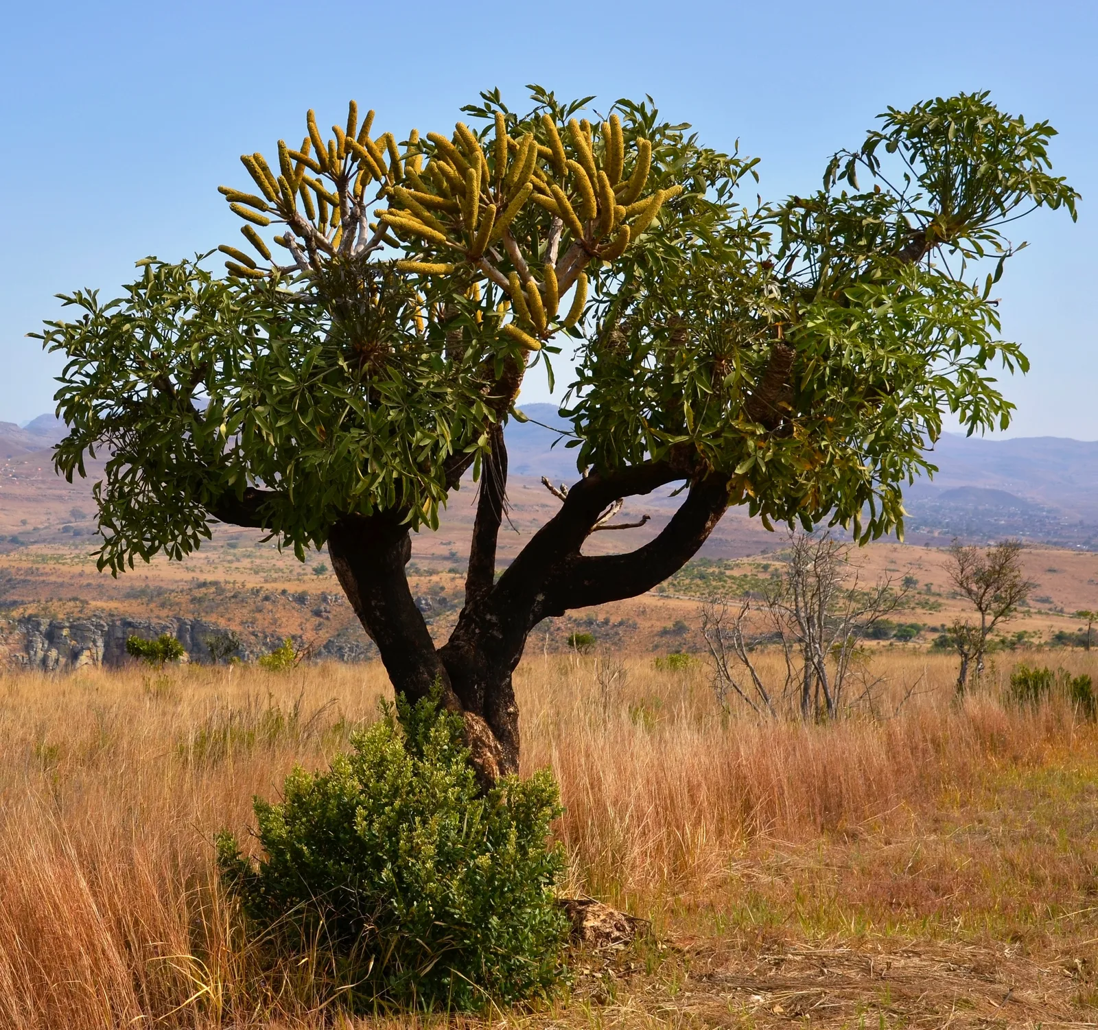 Cabbage Tree Cussonia (Cussonia spicata)