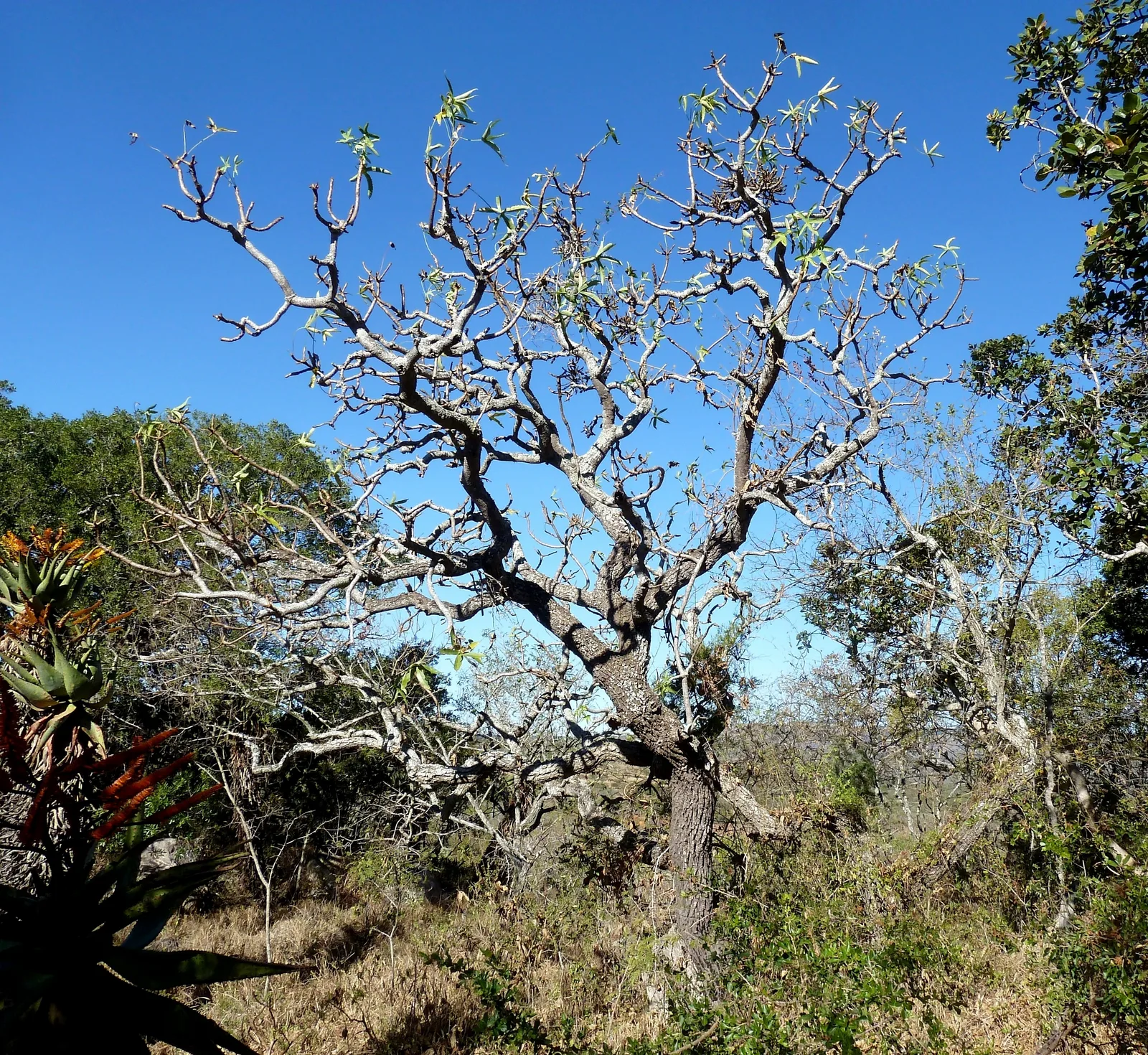 Rock Cabbage Tree (Cussonia natalensis)