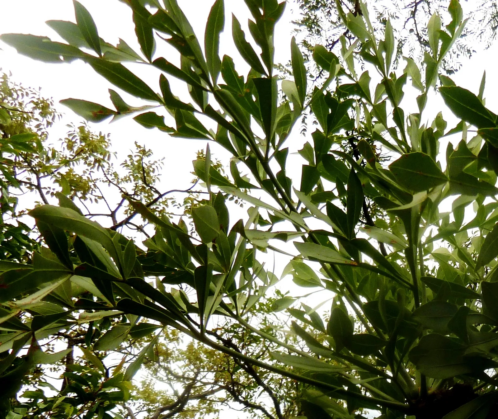 Transvaal Cabbage Tree (Cussonia transvaalensis)