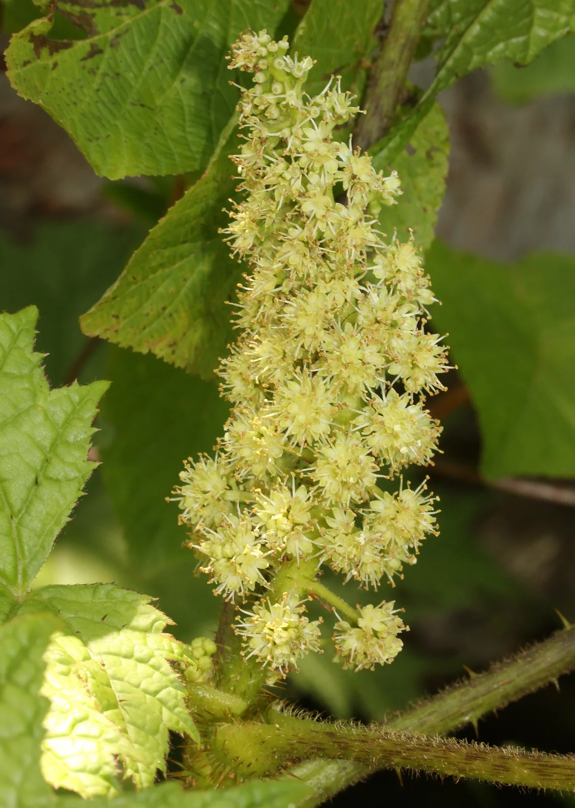 Oplopanax Japonicus (Oplopanax japonicus)