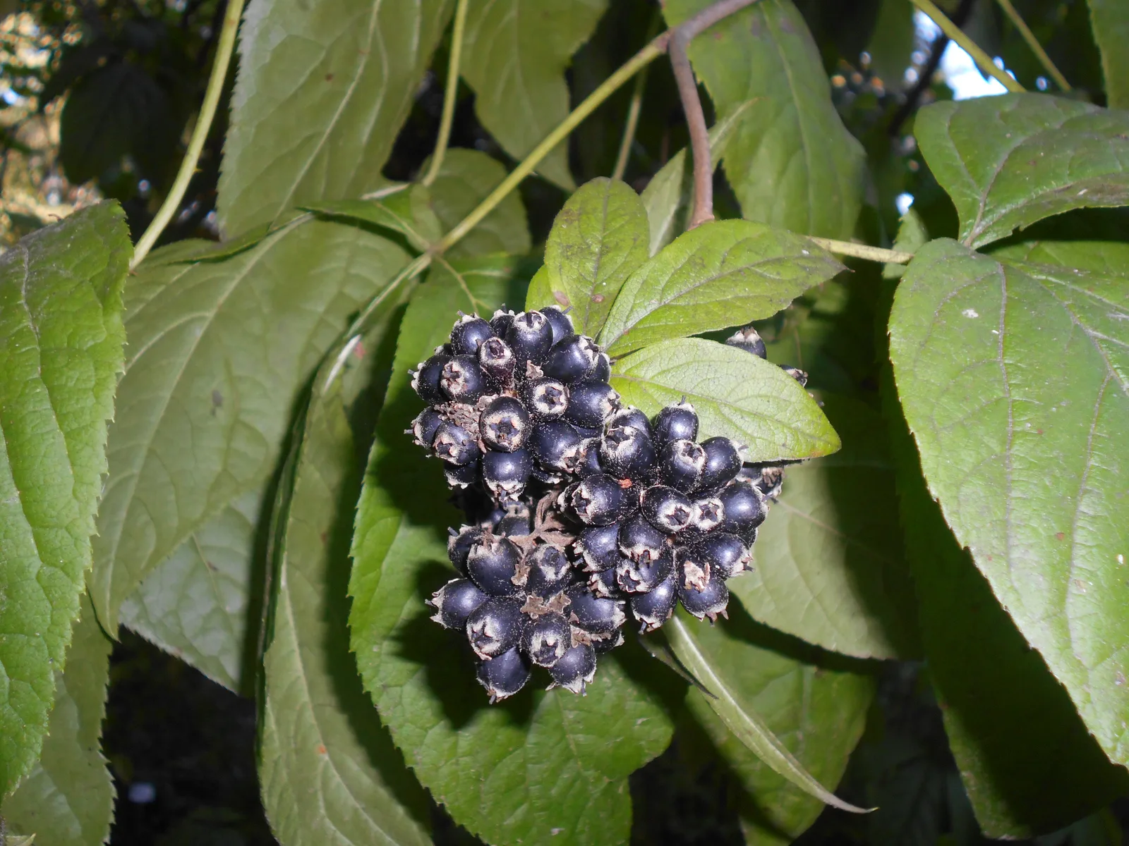 Eleutherococcus Sessiliflorus (Eleutherococcus sessiliflorus)