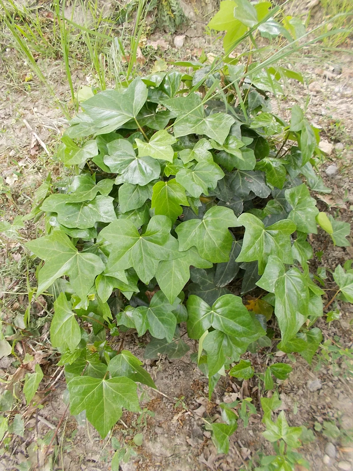 Moroccan Ivy (Hedera maroccana)