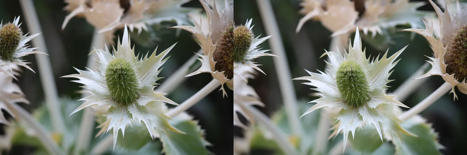 Giant Sea Holly