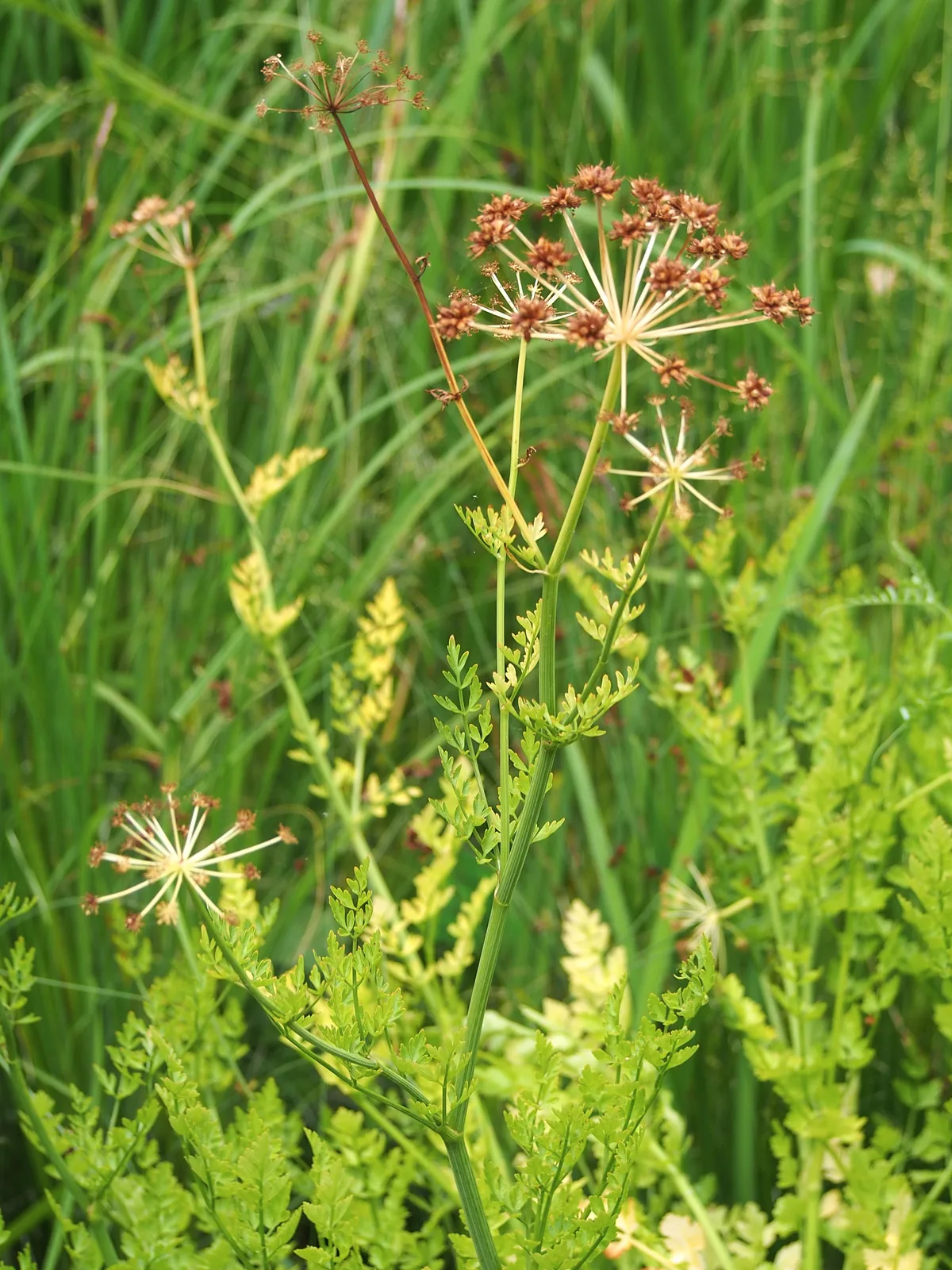 Hemlock Water Dropwort