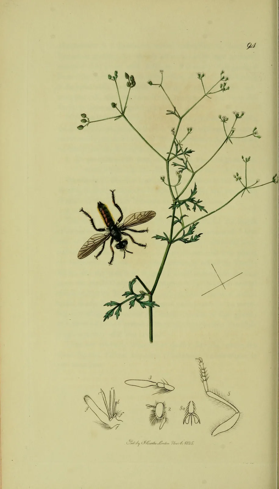 Stone Parsley