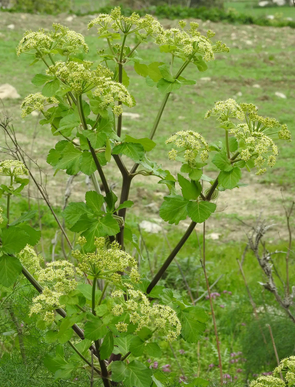 Alexanders