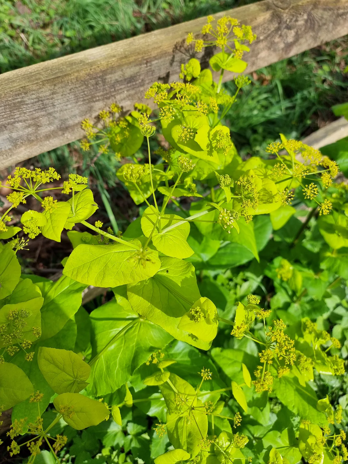 Perfoliate Alexanders
