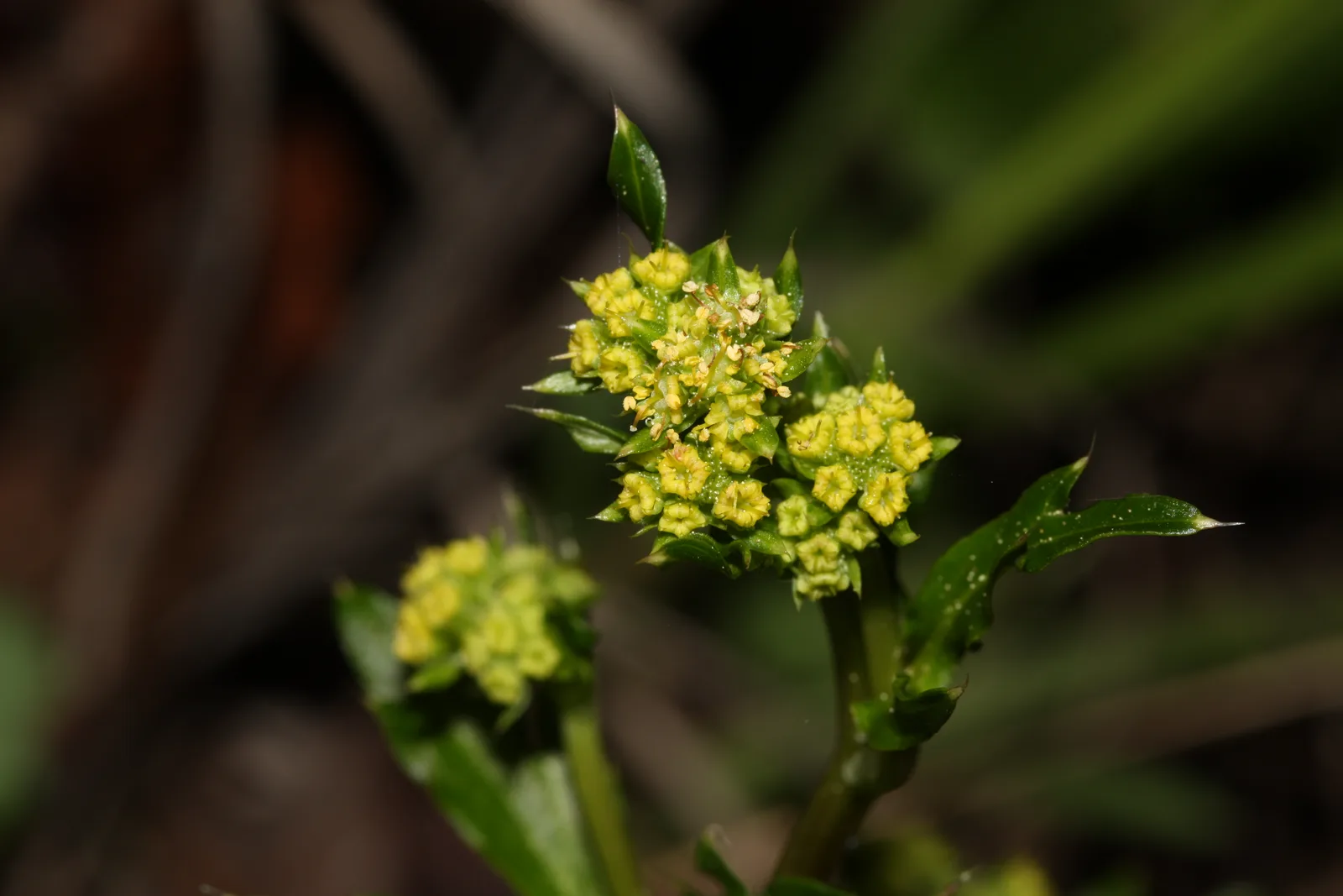 Pacific Sanicle (Sanicula crassicaulis)