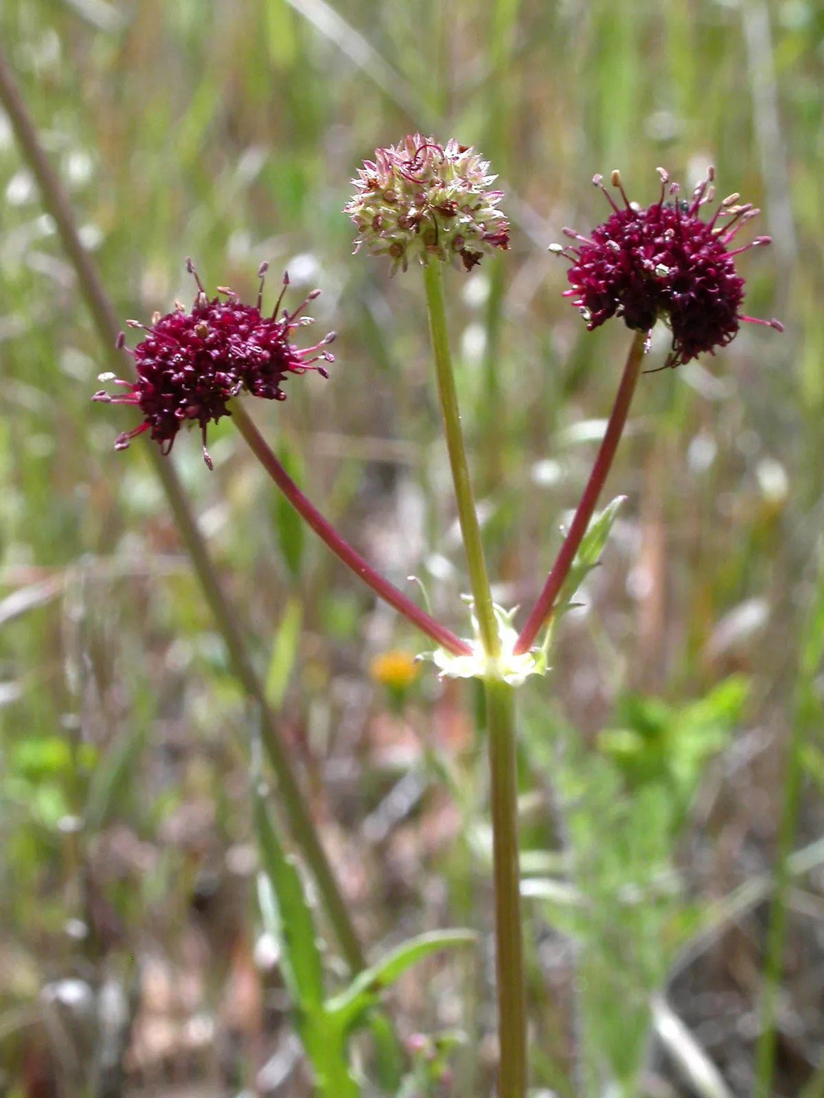 Purple Sanicle (Sanicula bipinnatifida)