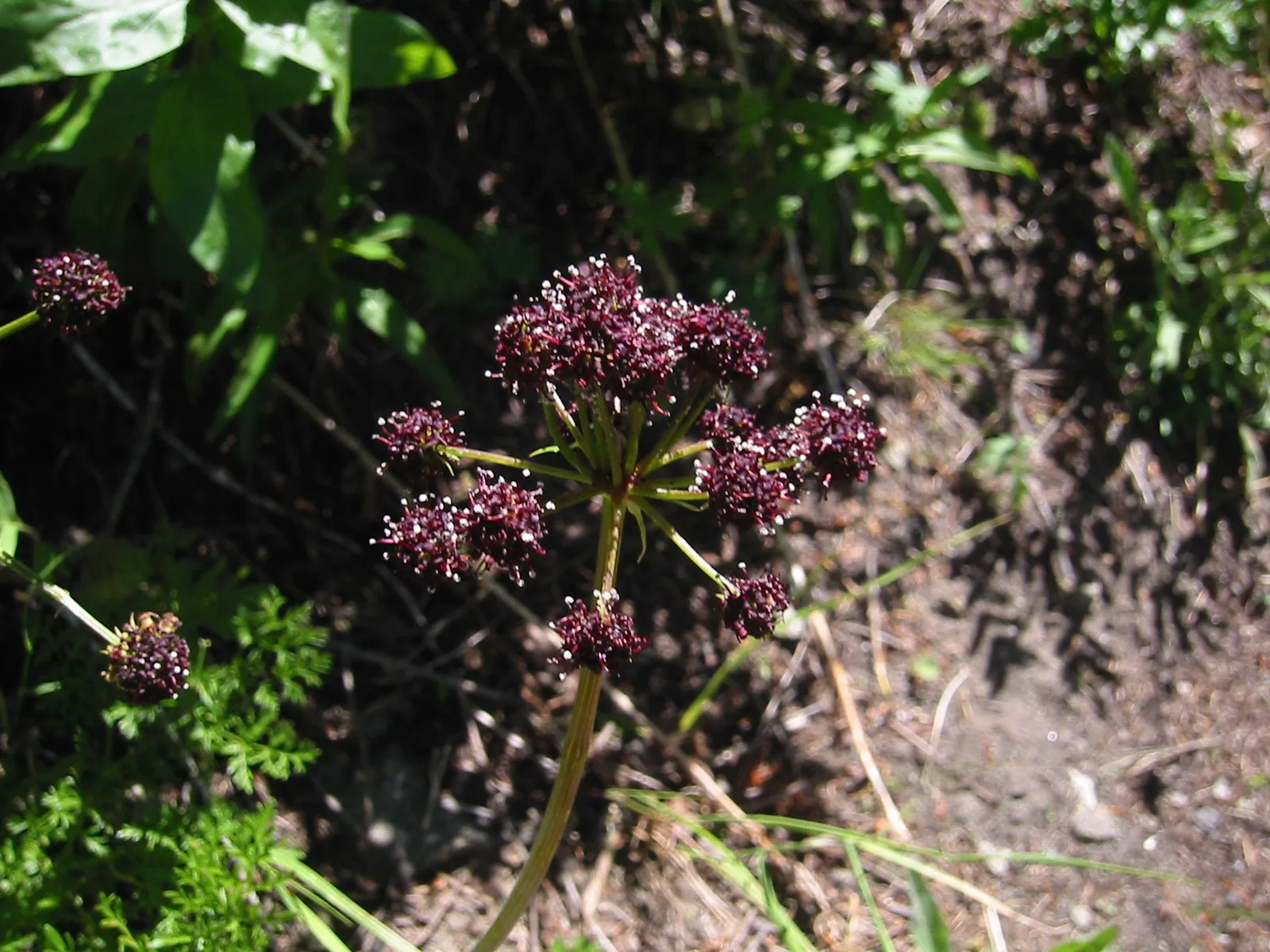 Desert Parsley (Lomatium dissectum)