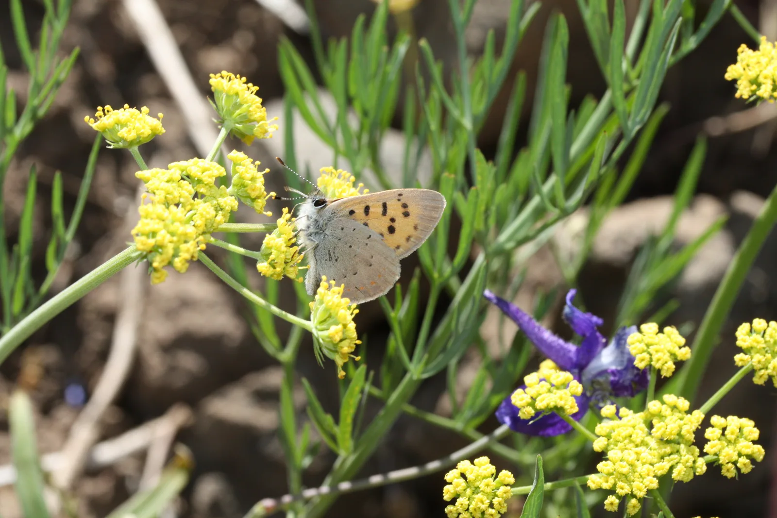 Nineleaf Biscuitroot (Lomatium triternatum)