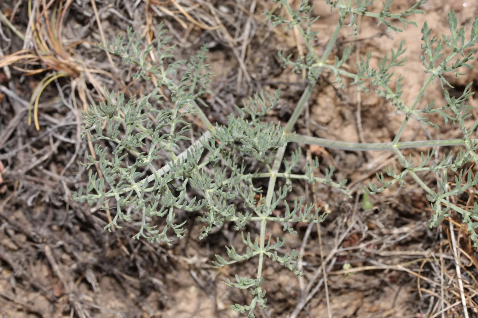 Bigseed Biscuitroot (Lomatium macrocarpum)