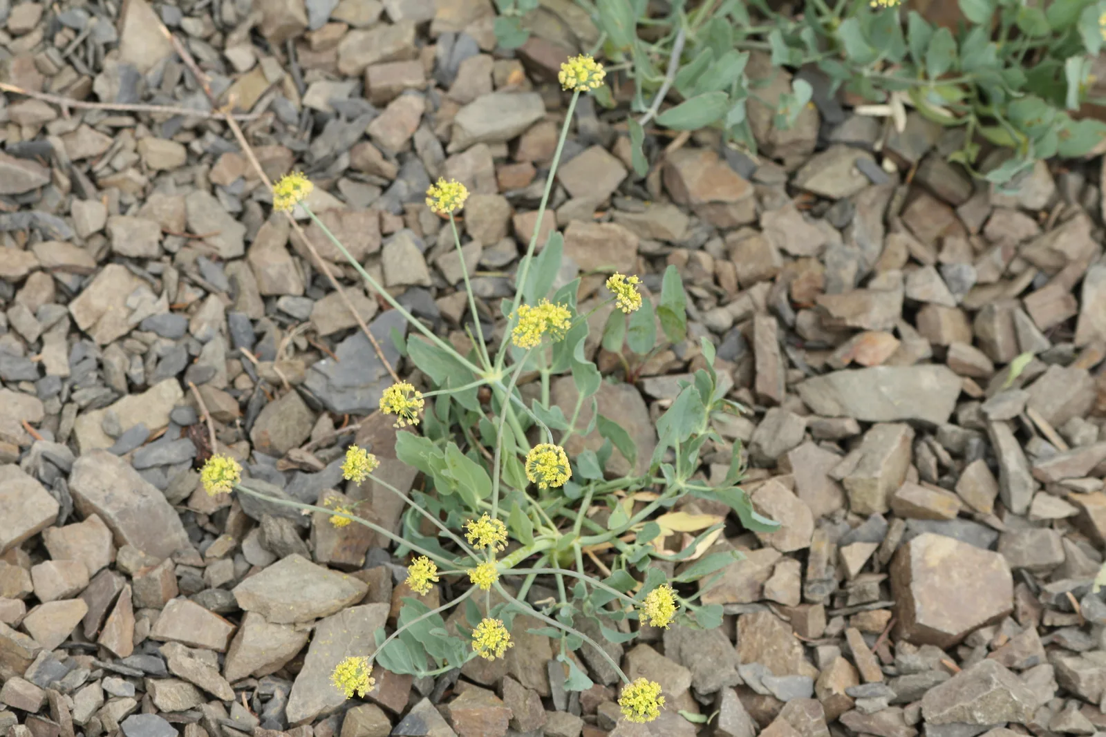 Barestem Biscuitroot (Lomatium nudicaule)