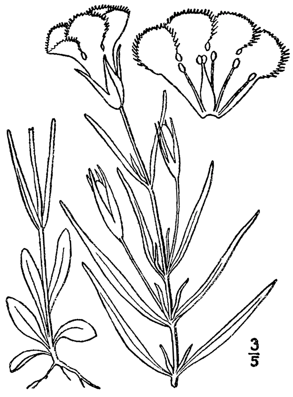 Lesser Fringed Gentian (Gentianopsis virgata)