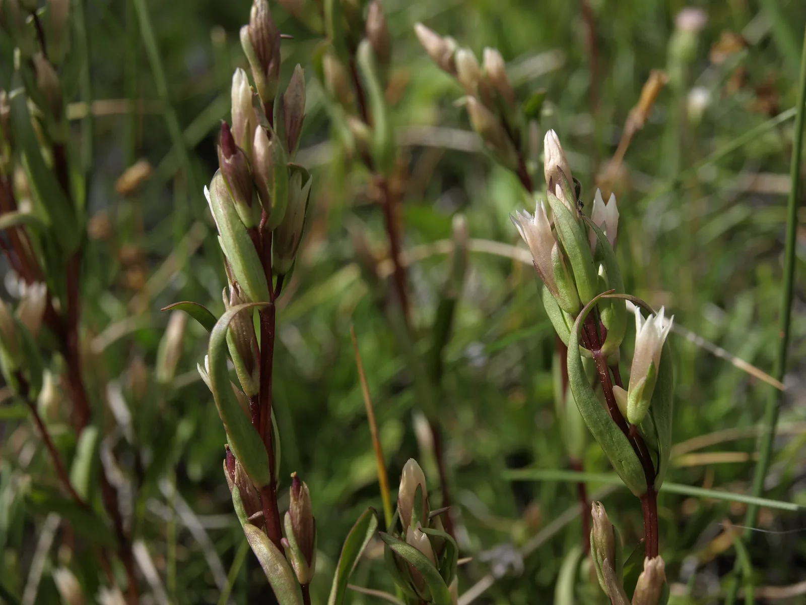 Felwort (Gentianella amarella)