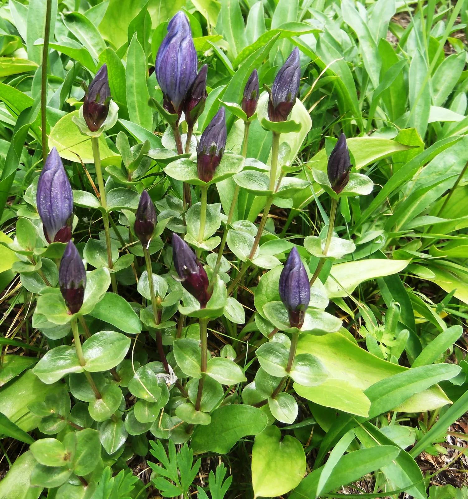 Mountain Bog Gentian