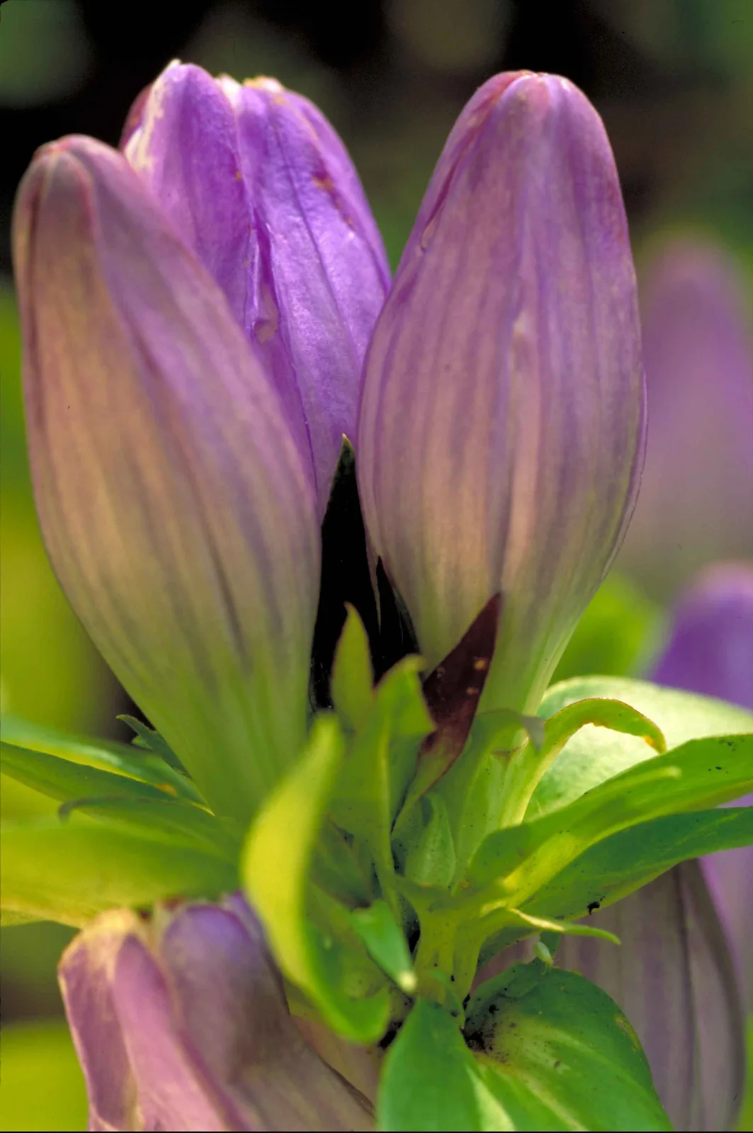 Soapwort Gentian (Gentiana saponaria)