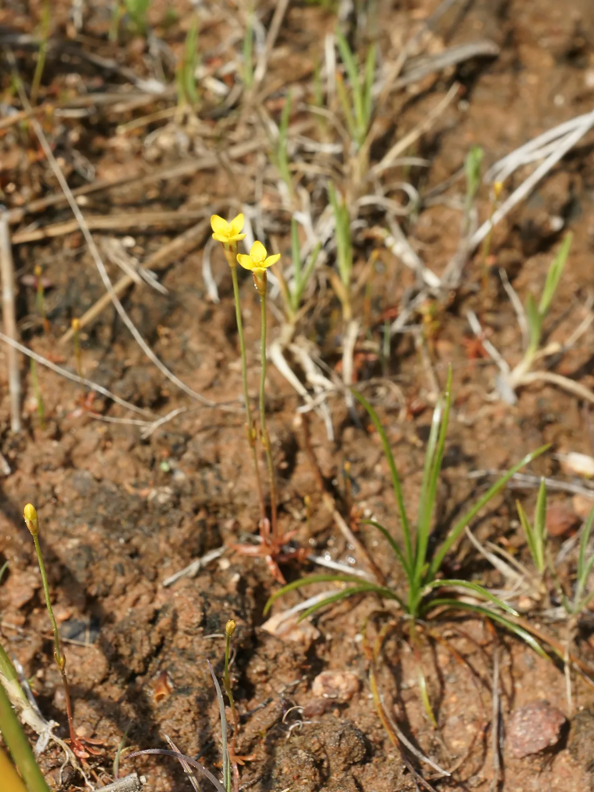 Yellow Centaury (Cicendia filiformis)