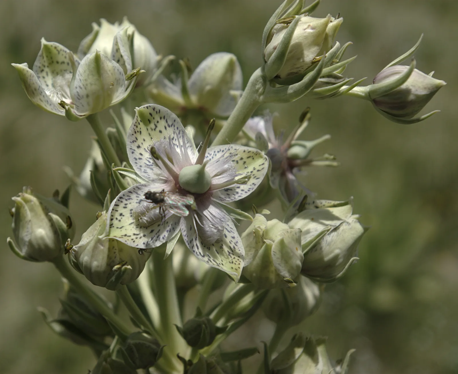 Frasera Speciosa (Frasera speciosa)