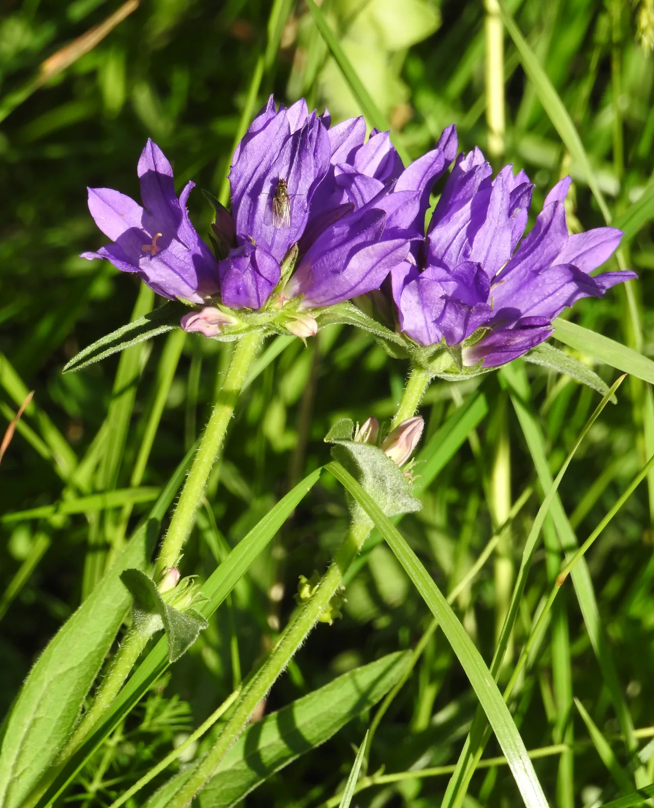 Clustered Bellflower (Campanula glomerata)