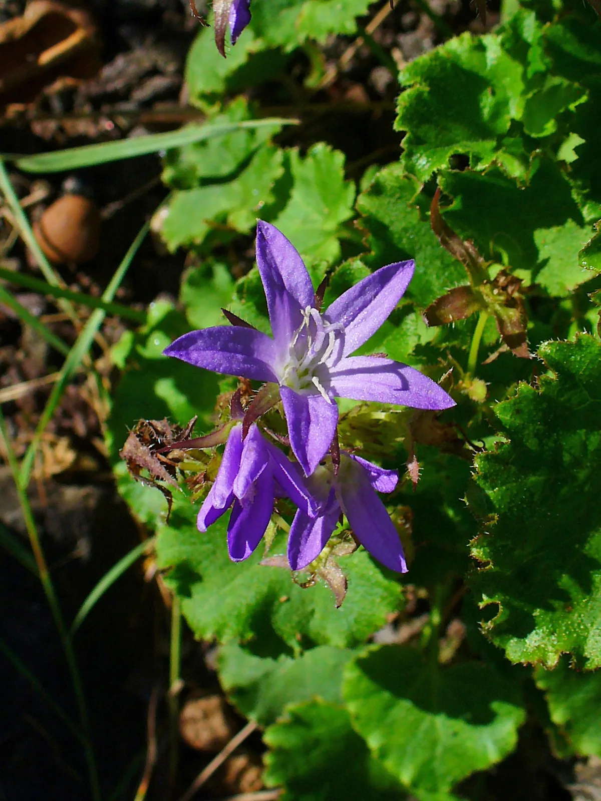 Serbian Bellflower (Campanula poscharskyana)